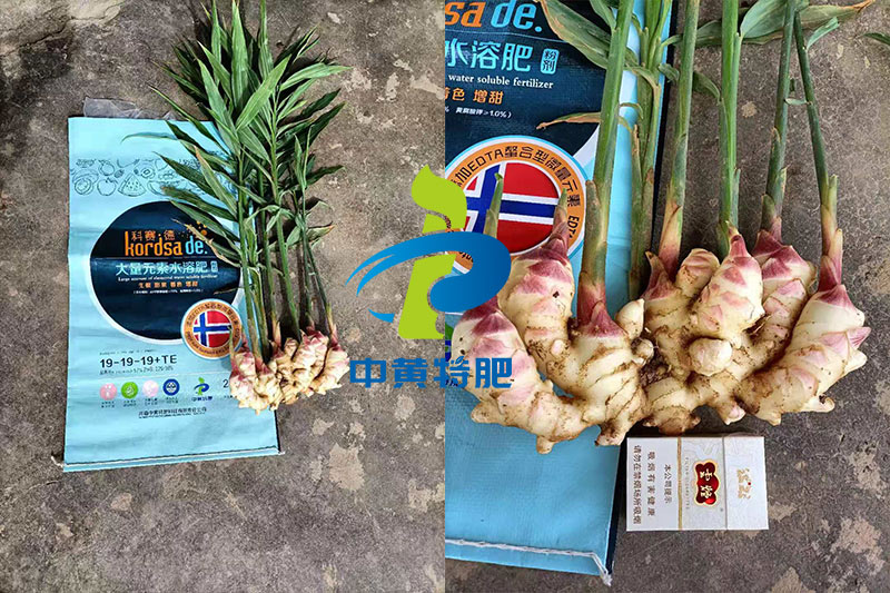 科賽德水溶肥大姜使用反饋圖